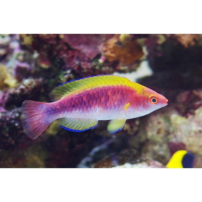 Cirrhilabrus lubbocki